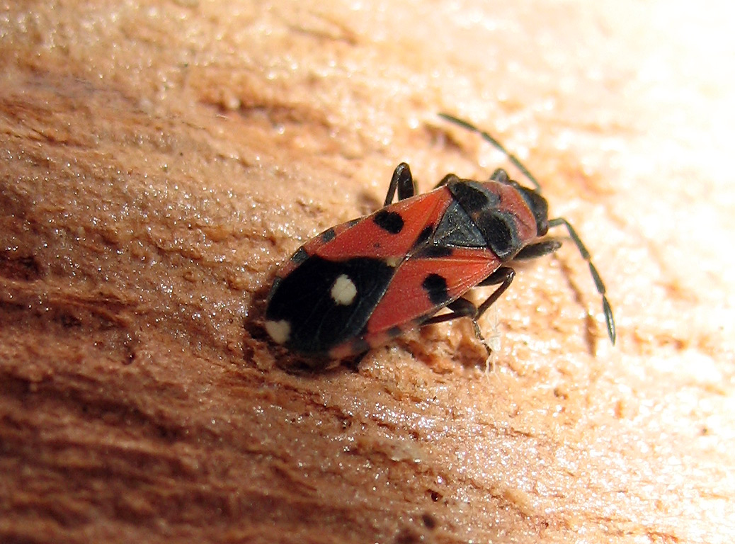 Horvathiolus?