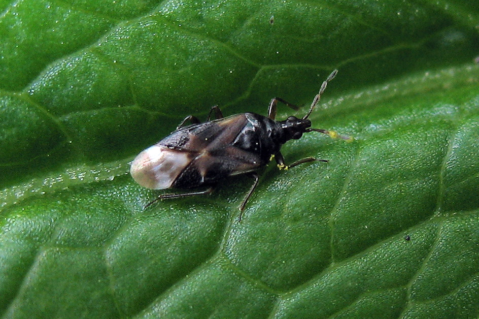 Anthocoris nemoralis