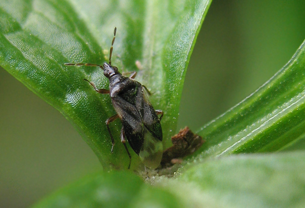Anthocoris nemoralis