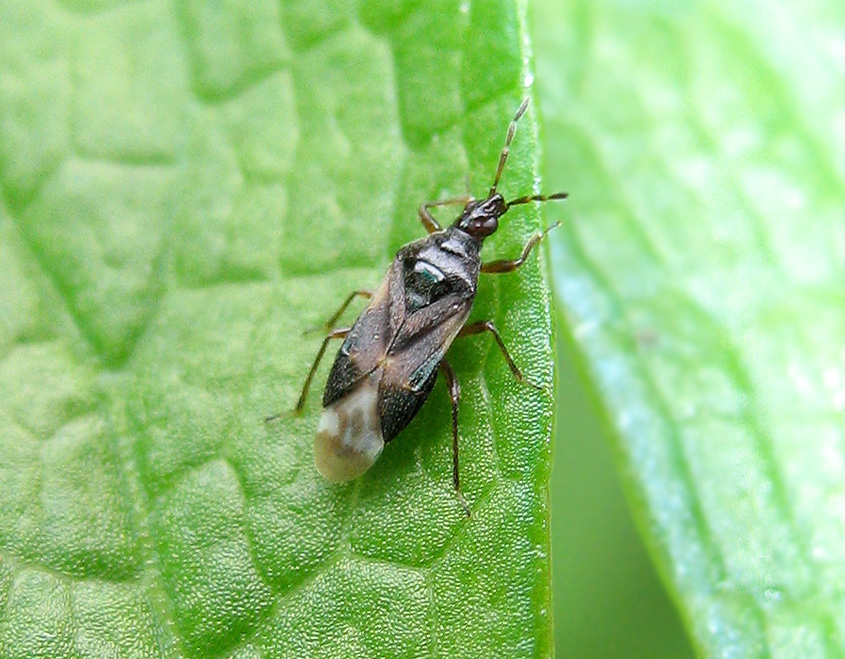 Anthocoris nemoralis