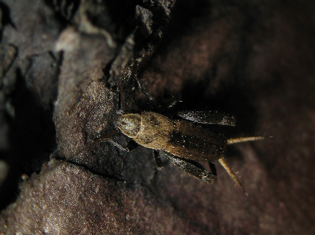 Mogoplistes (ninfa)