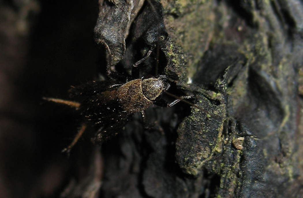 Mogoplistes (ninfa)