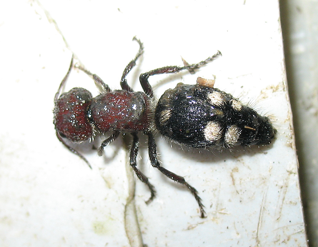 Mutilla quinquemaculata (Mutillidae)