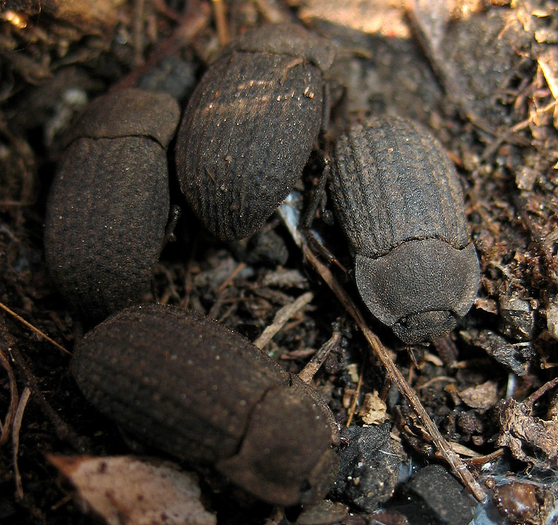 Tenebrionidae: Opatrum sculpturatum