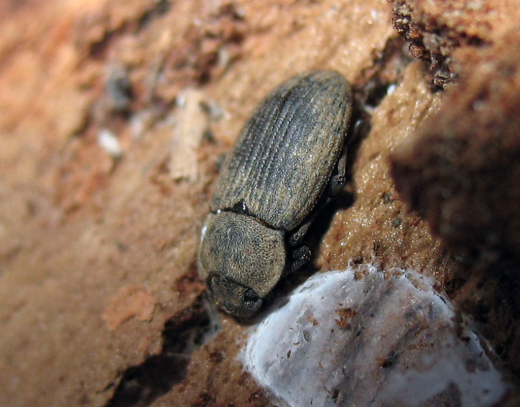 Opatrum sculpturatum e Gonocephalum sp. dell''Elba