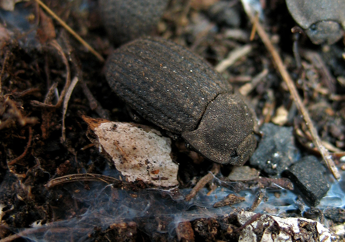 Tenebrionidae: Opatrum sculpturatum