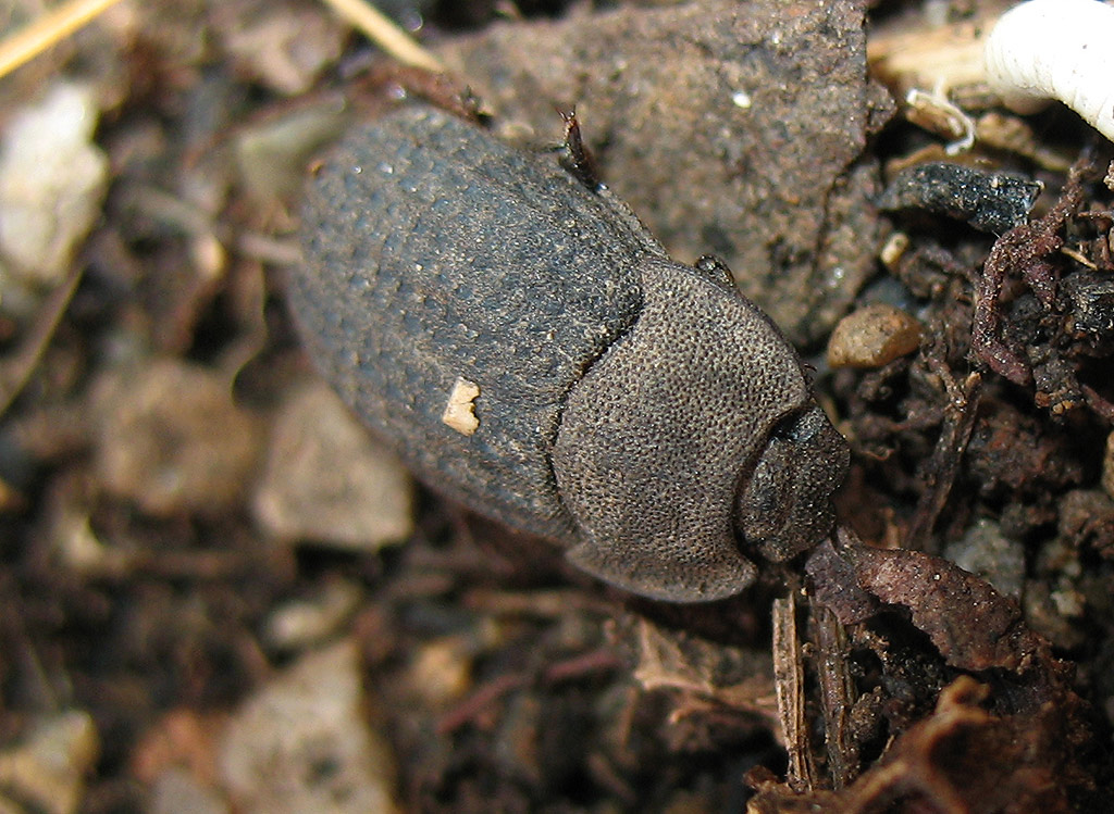 Tenebrionidae: Opatrum sculpturatum