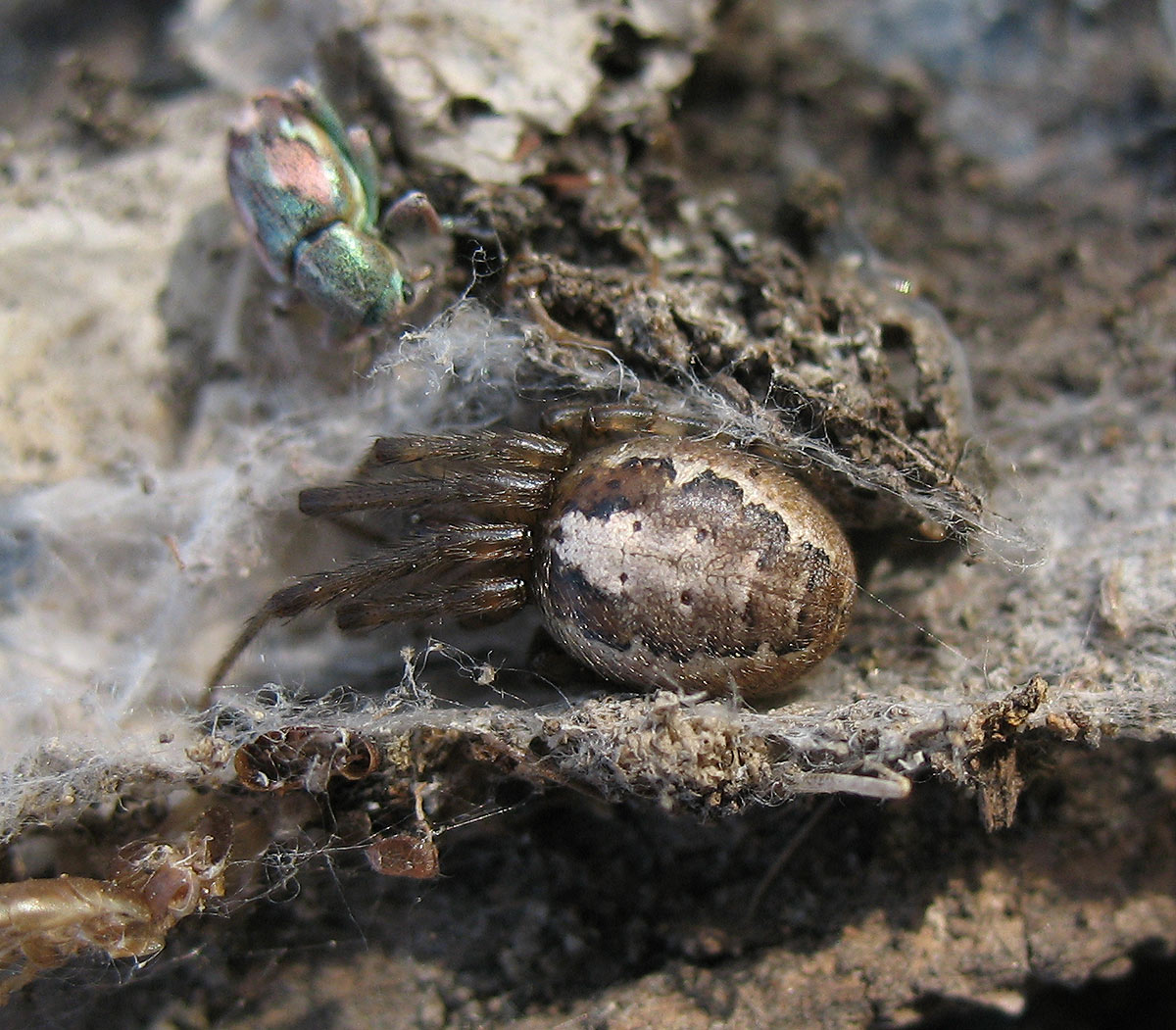 Zygiella sp.
