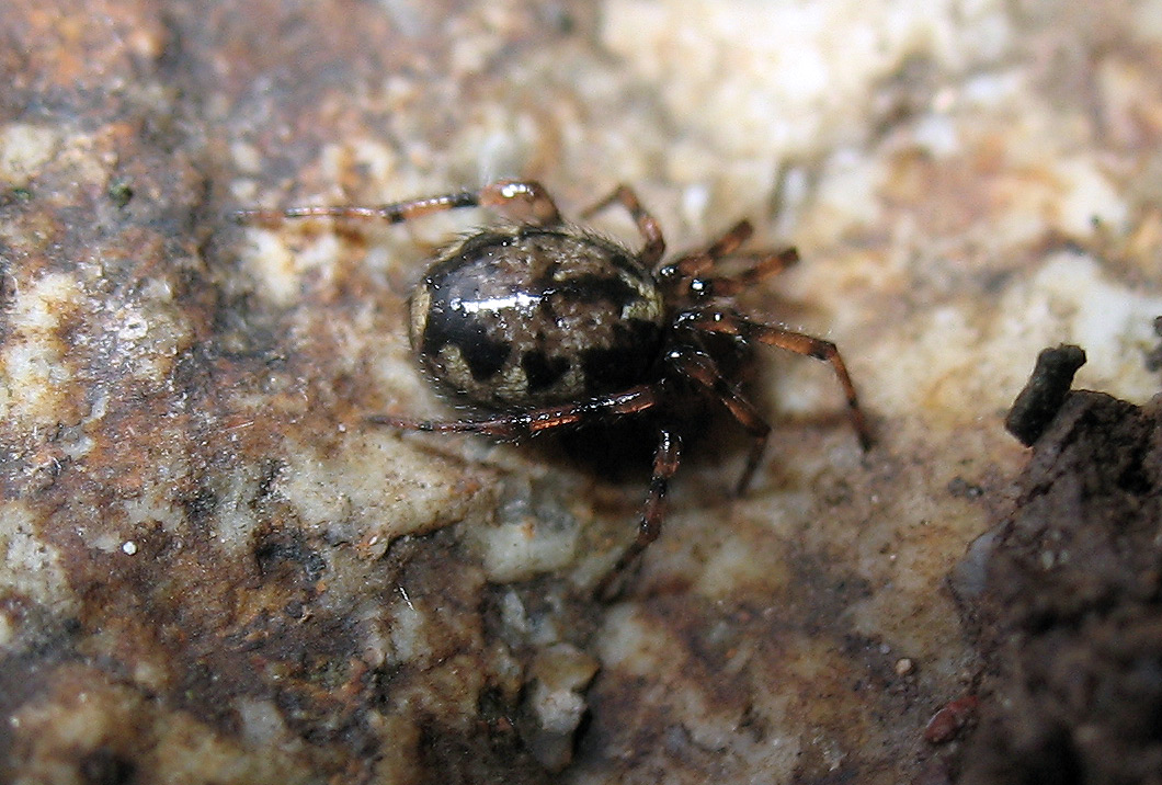 Enoplognatha sp.