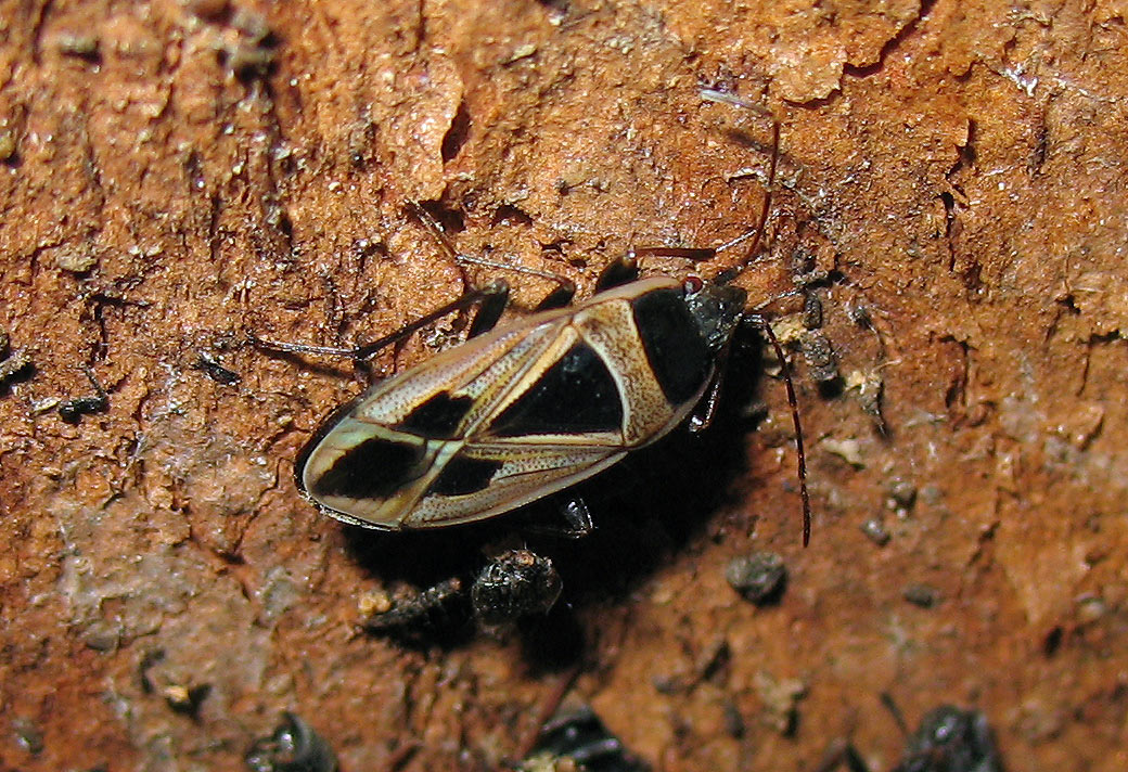 Xanthochilus minusculus