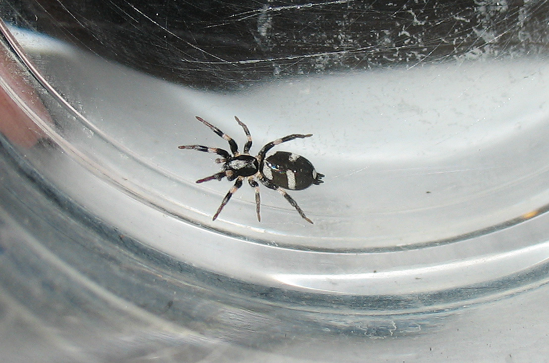 Gnaphosidae