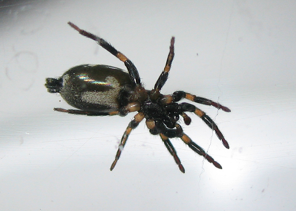 Gnaphosidae