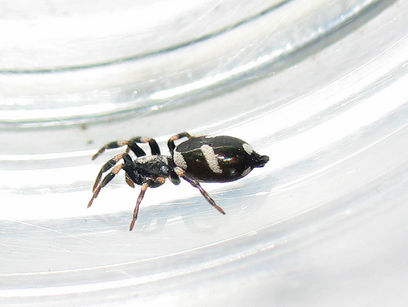 Gnaphosidae