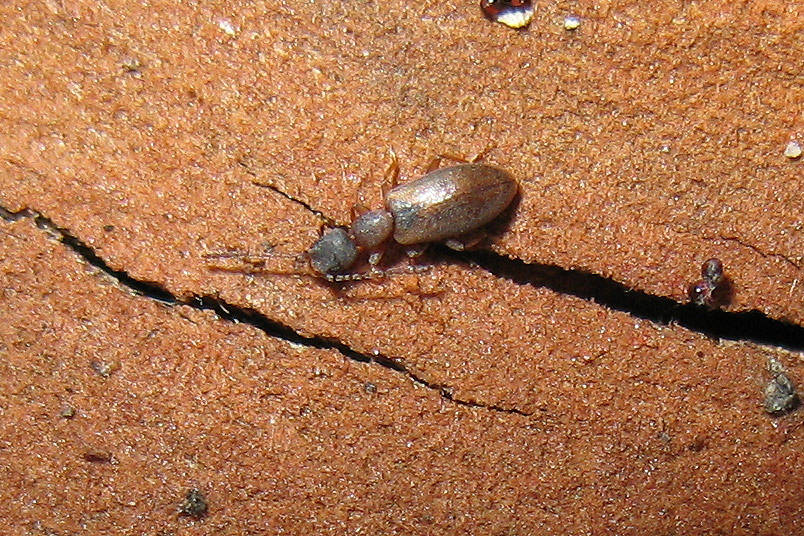 Endomia tenuicollis dell''Elba