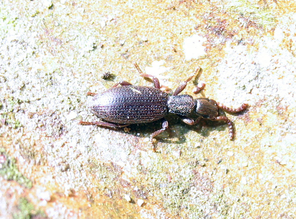 Stenosis sardua ardoinii?