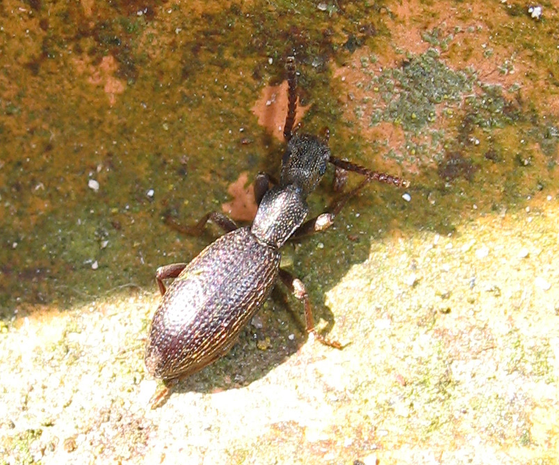 Stenosis sardua ardoinii?