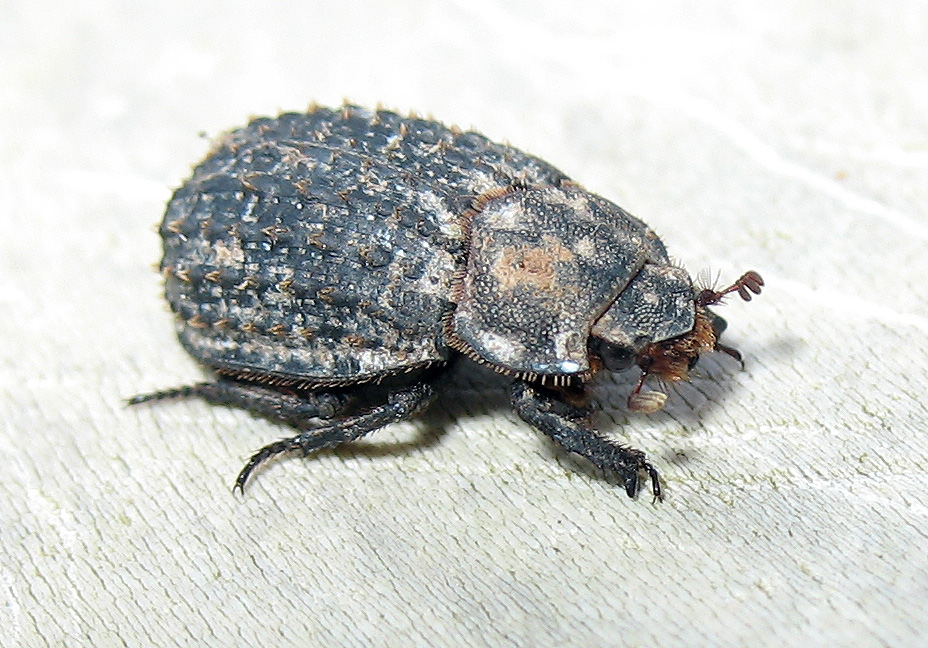 Trox litoralis