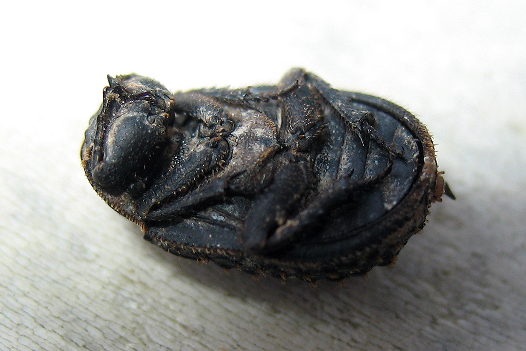 Trox litoralis