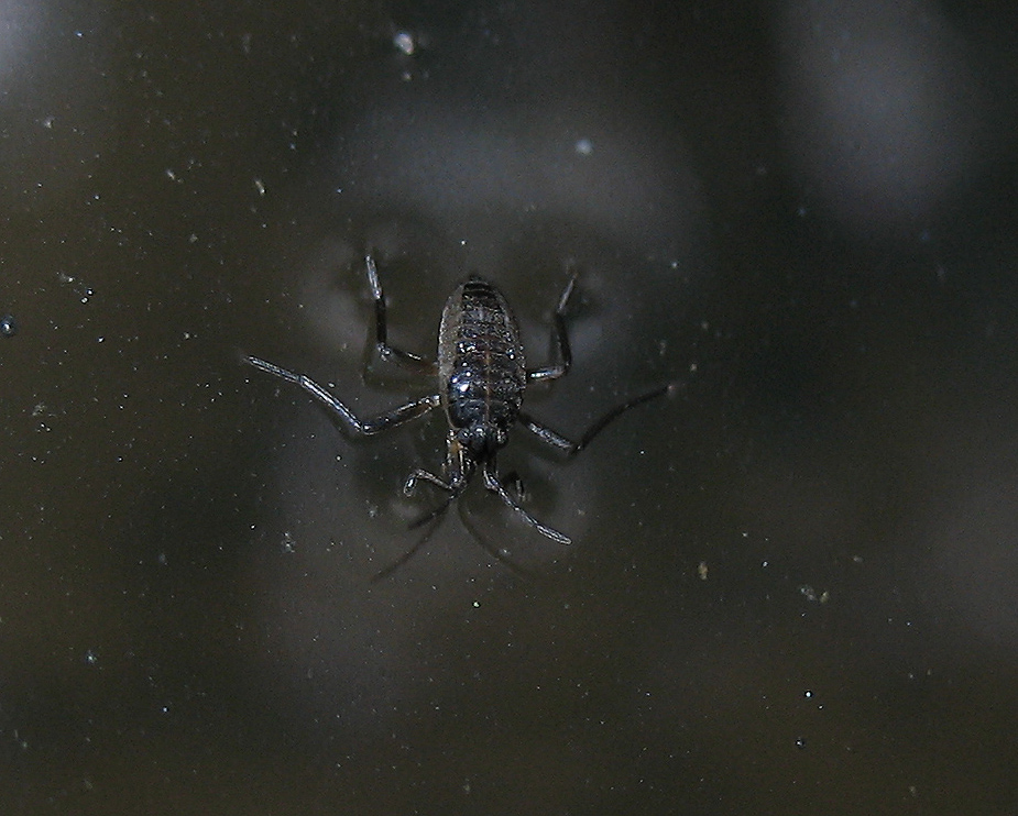 Velia sp.?