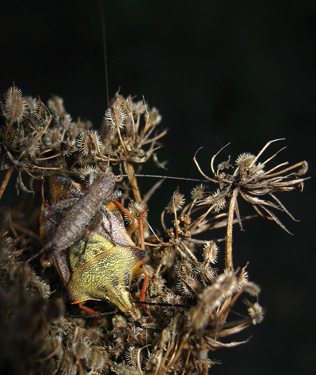 Carpocoris mediterraneus e Arachnocephalus vestitus