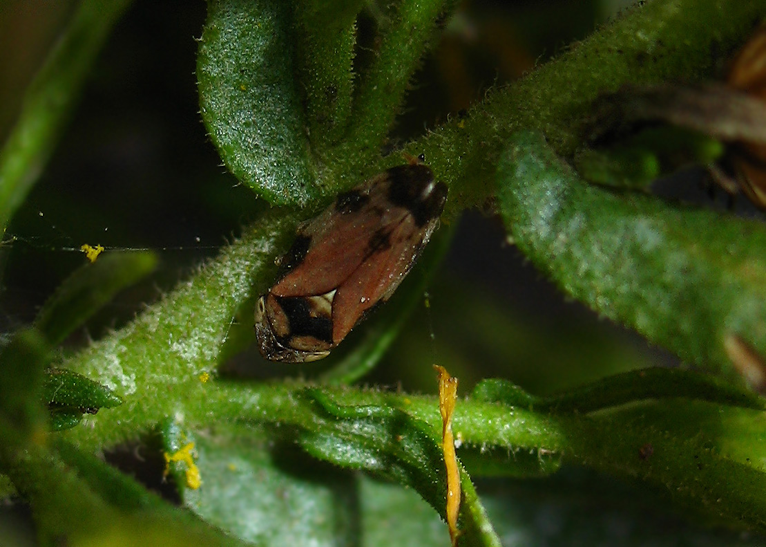 Cercopidae?