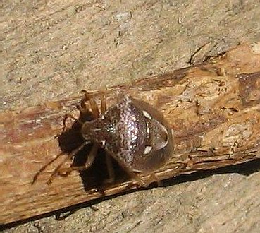 HETEROPTERA: CHIAVI DICOTOMICHE