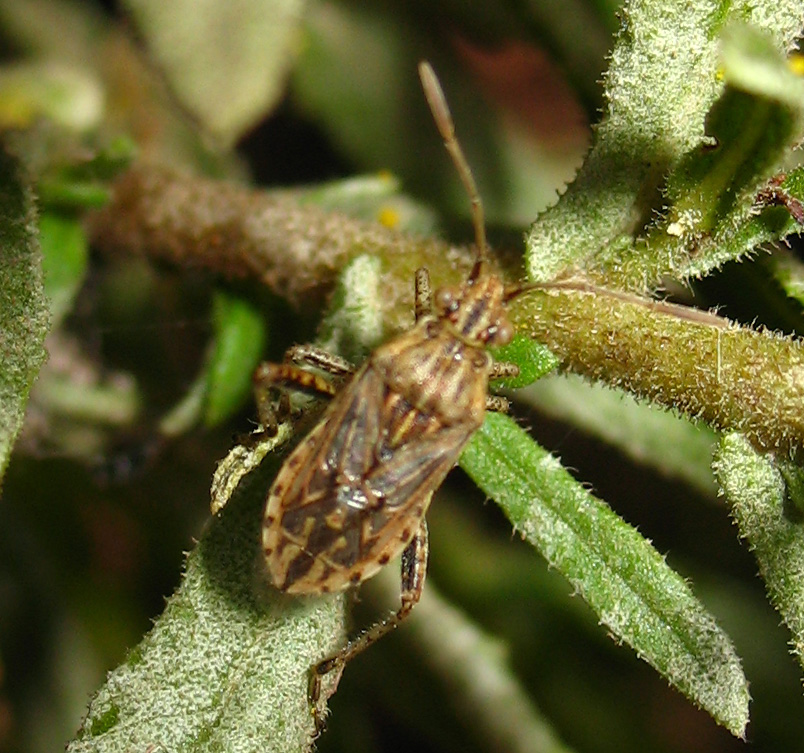 Un raro Stictopleurus