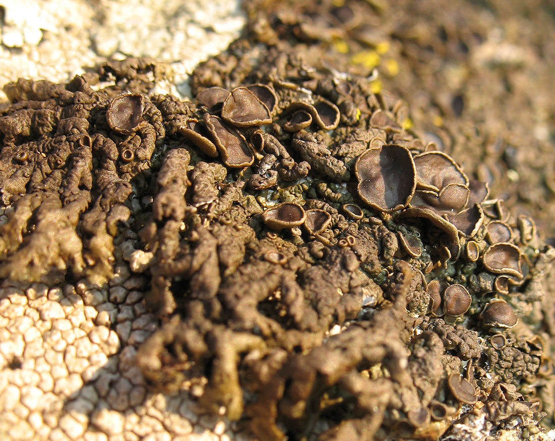 Xanthoparmelia pulla s.latiss. dell''Enfola