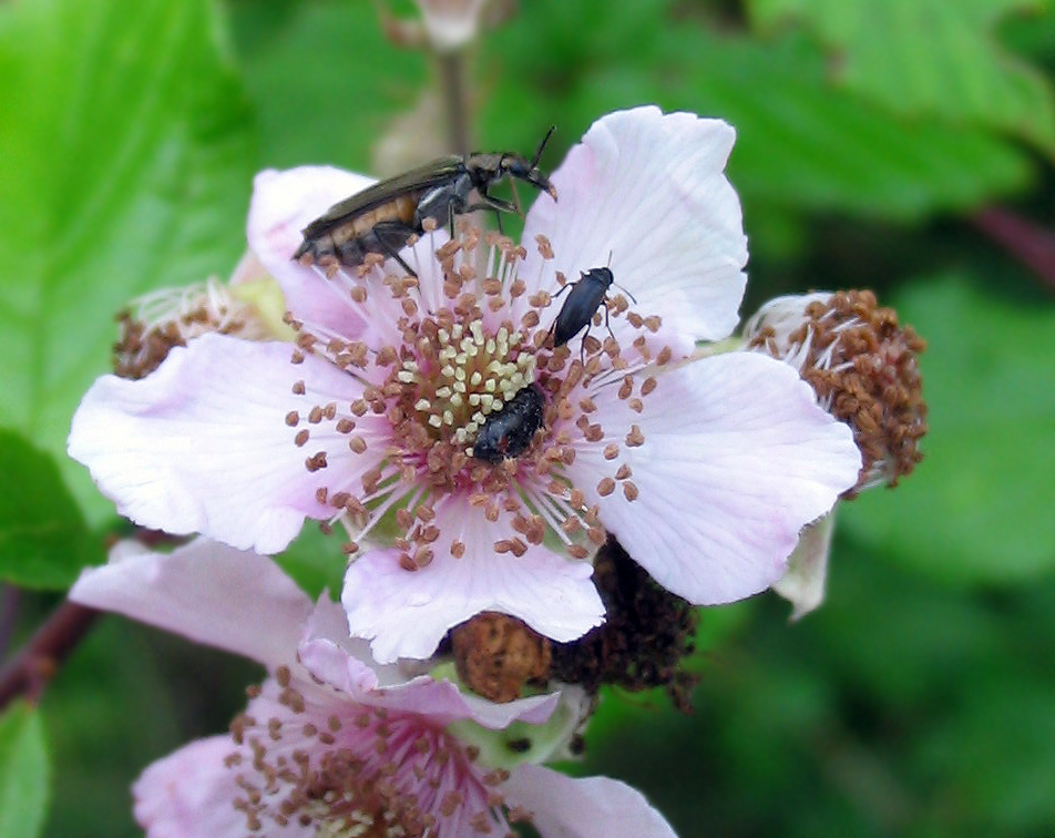 Oedemera flavipes
