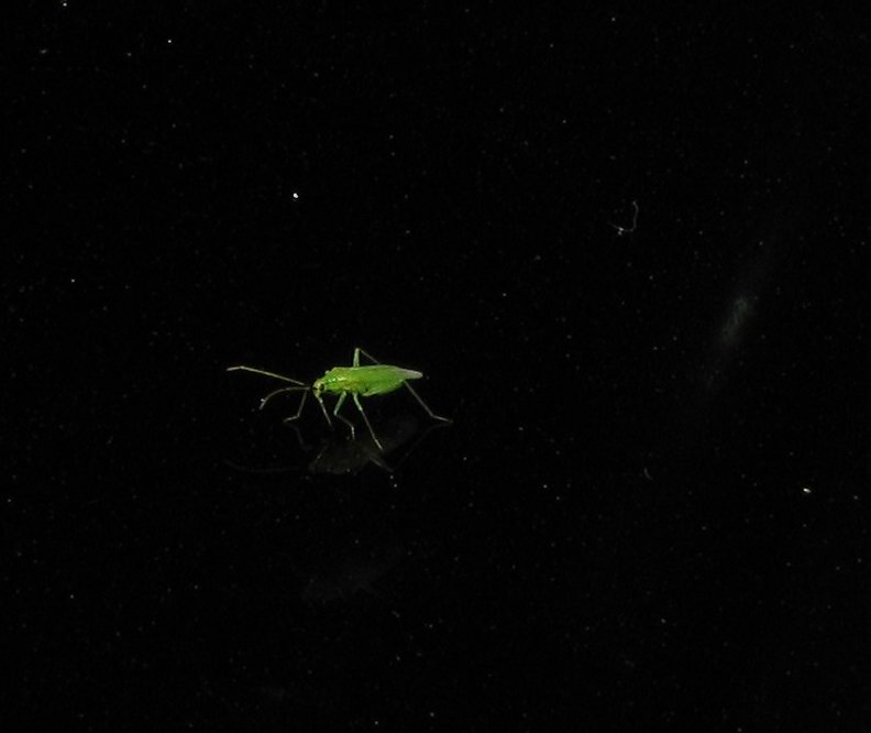 Miridae: Dicyphus sp.