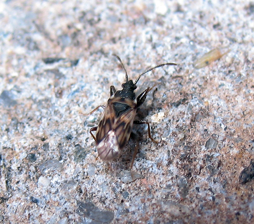 Un altro Scolopostethus? No...Taphropelthus