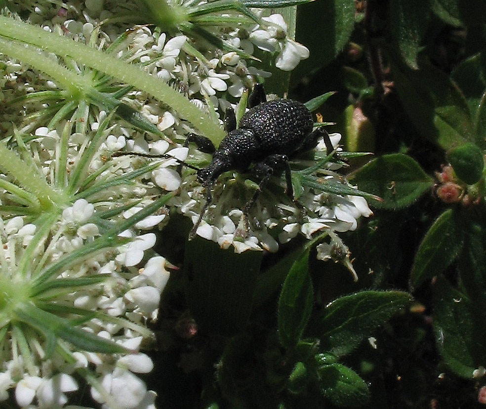 Otiorhynchus (Nehrodistus) armatus