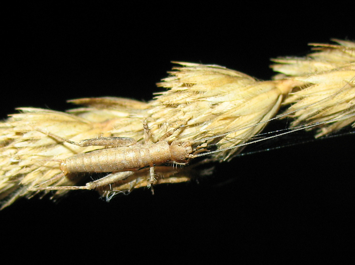 Arachnocephalus vestitus