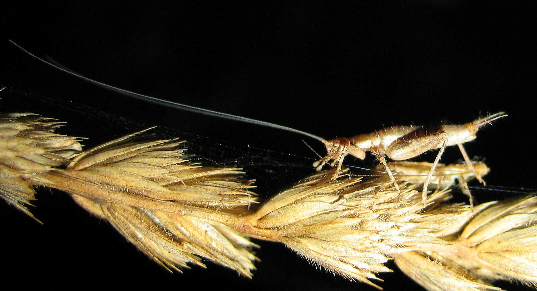 Arachnocephalus vestitus