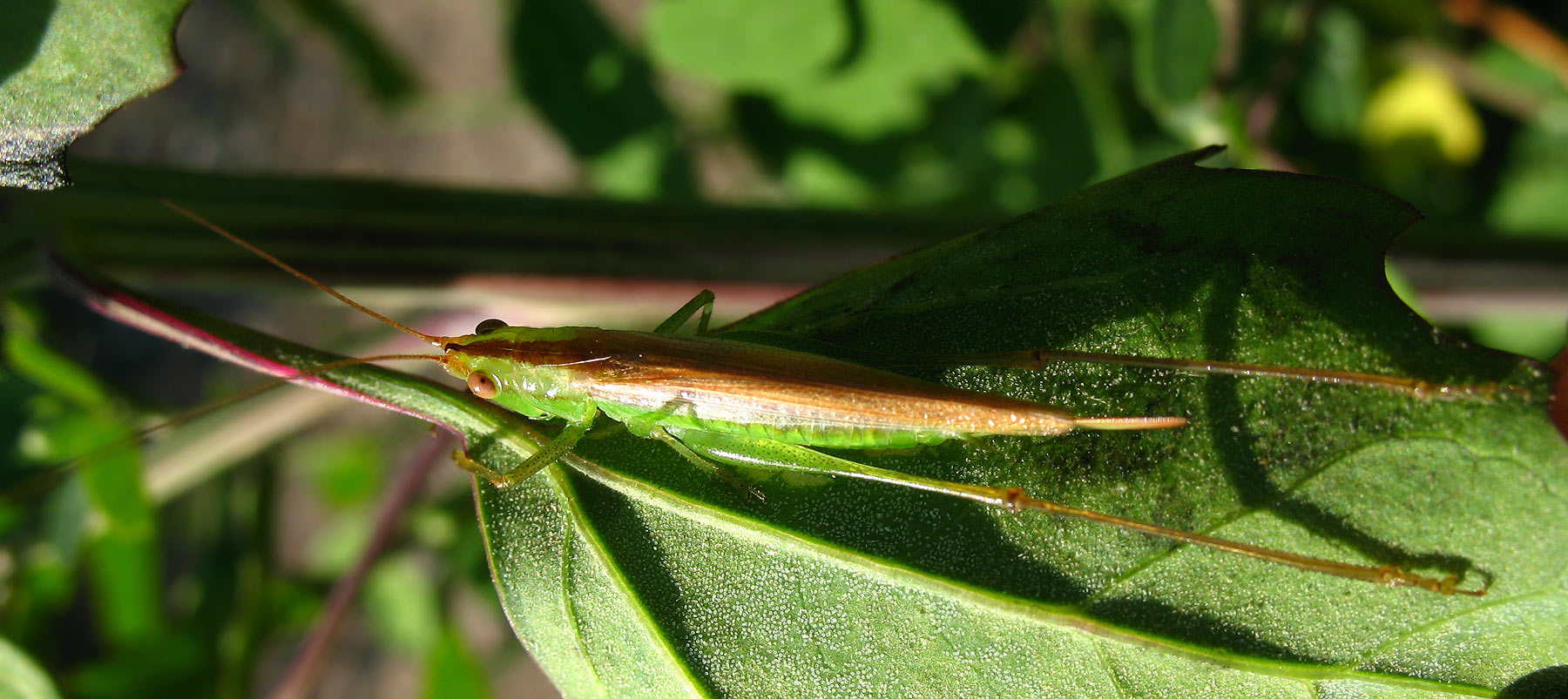 Conocephalus discolor (Conocephalidae)