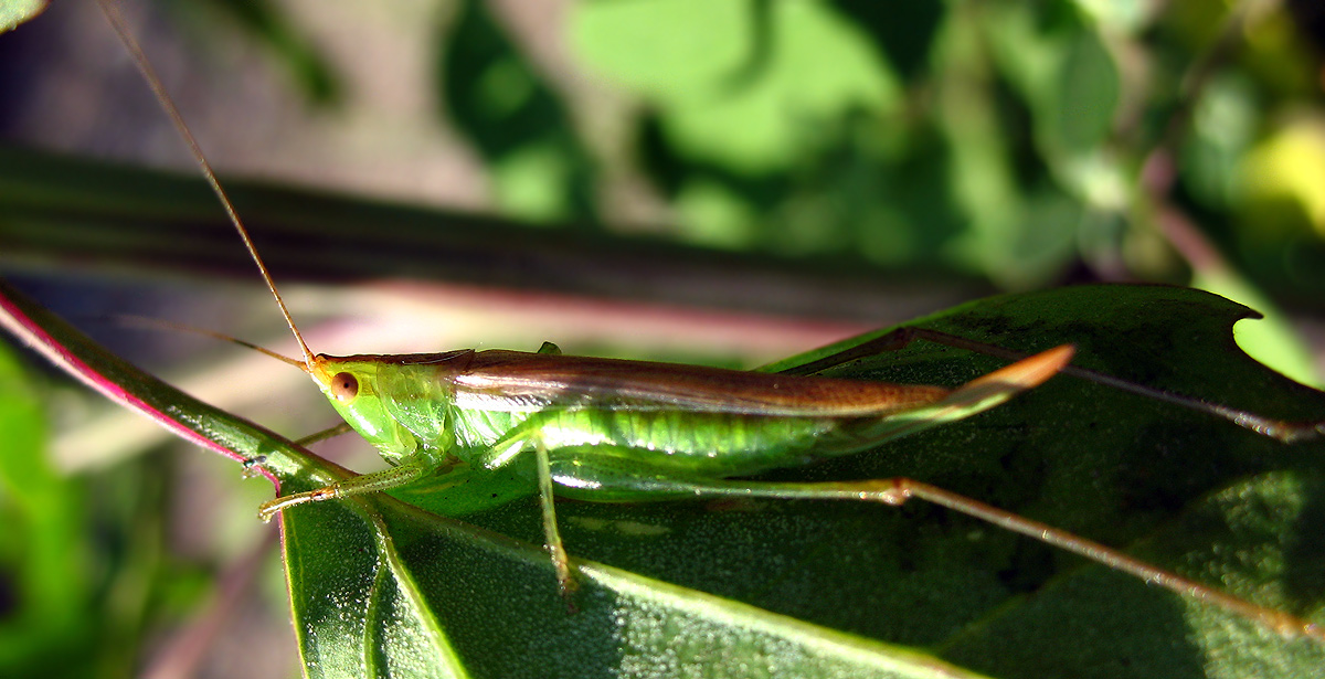 Conocephalus discolor (Conocephalidae)