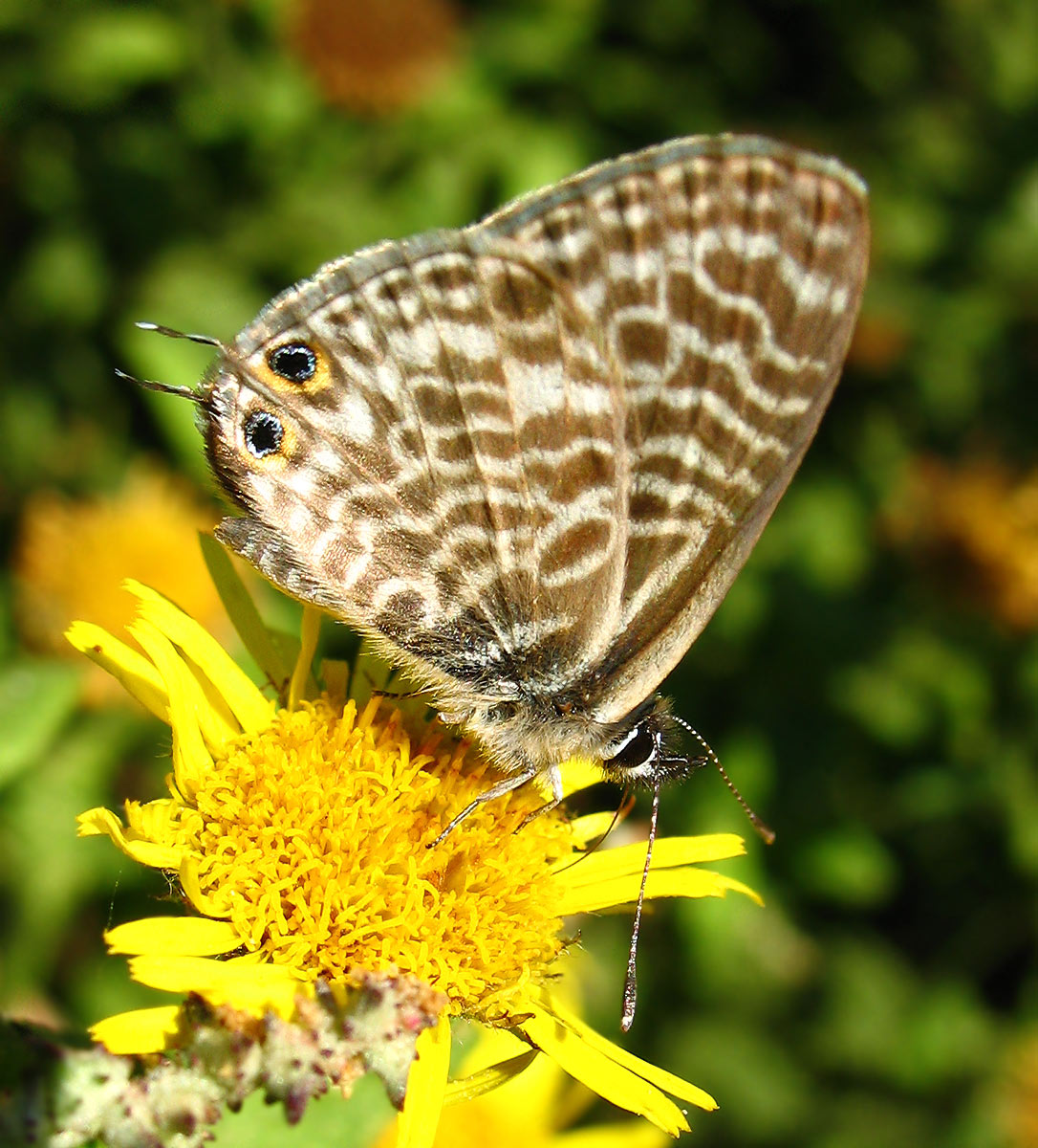 Leptotes pirithous