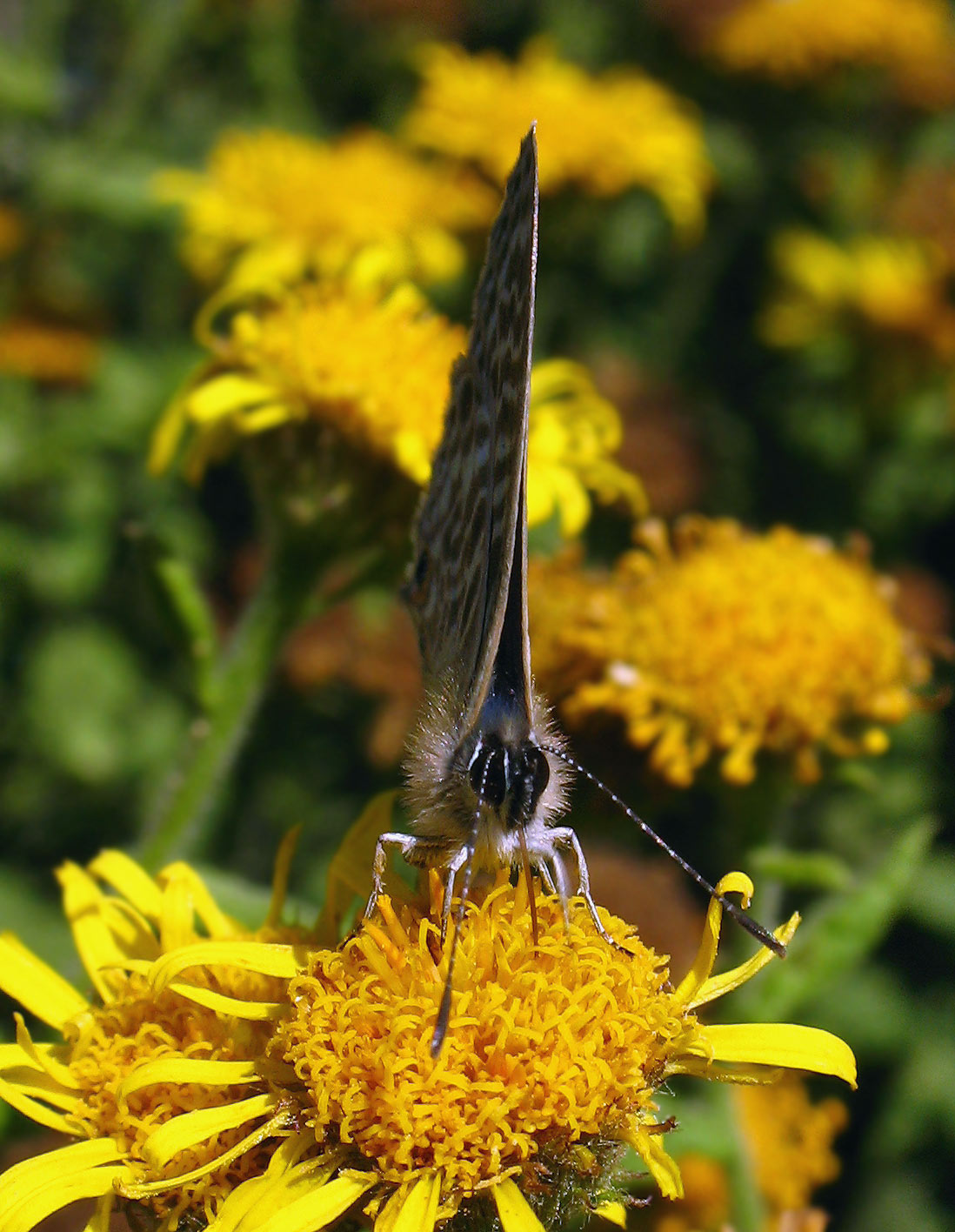 Leptotes pirithous