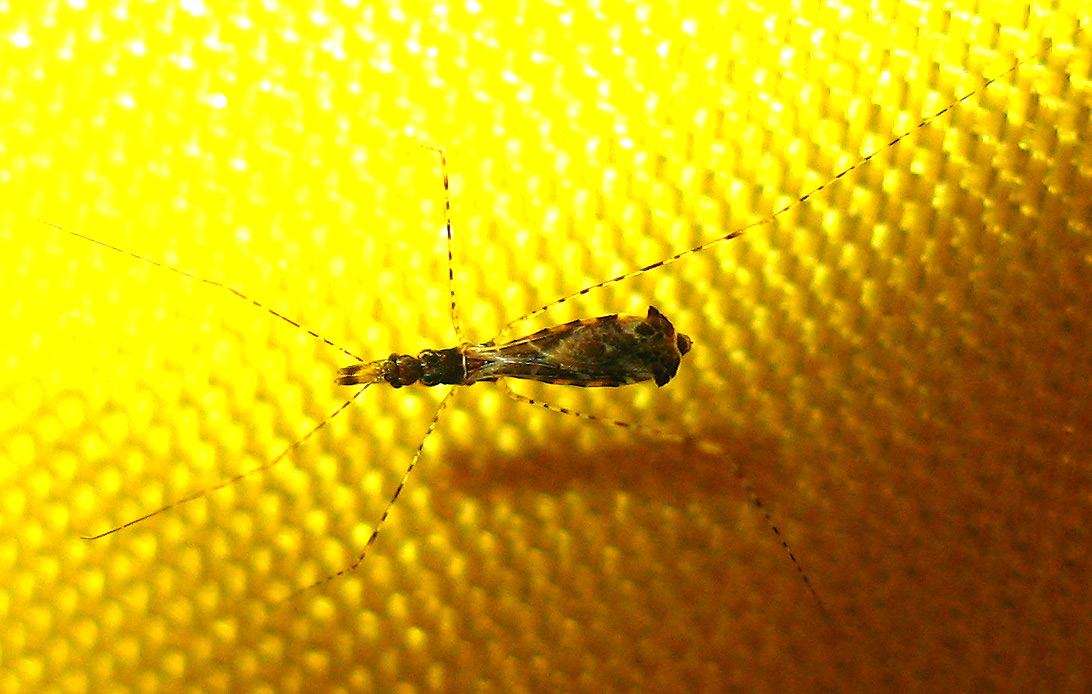 Reduviidae: Empicoris brevispinus (Puton, 1889)  dell''Elba