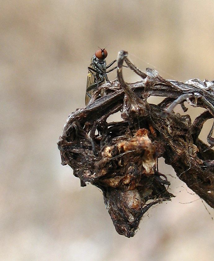 Hybotidae