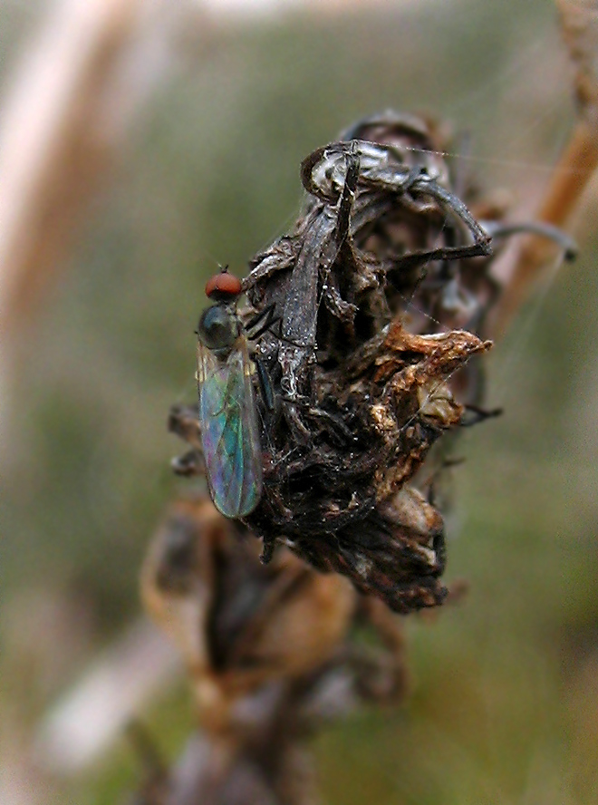 Hybotidae