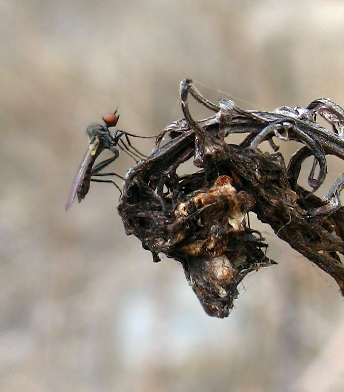 Hybotidae