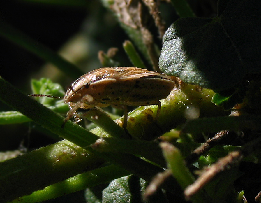 Aelia acuminata