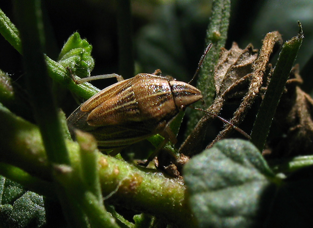 Aelia acuminata