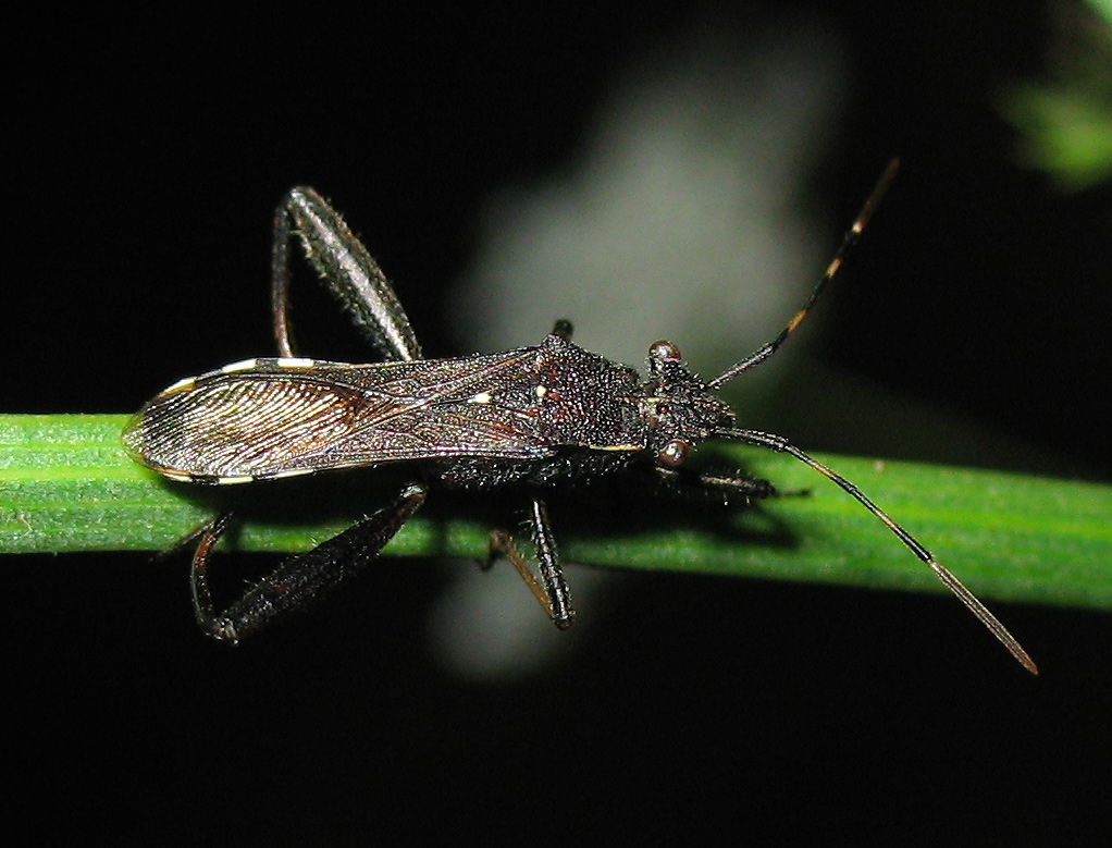 Alydidae: Camptopus lateralis