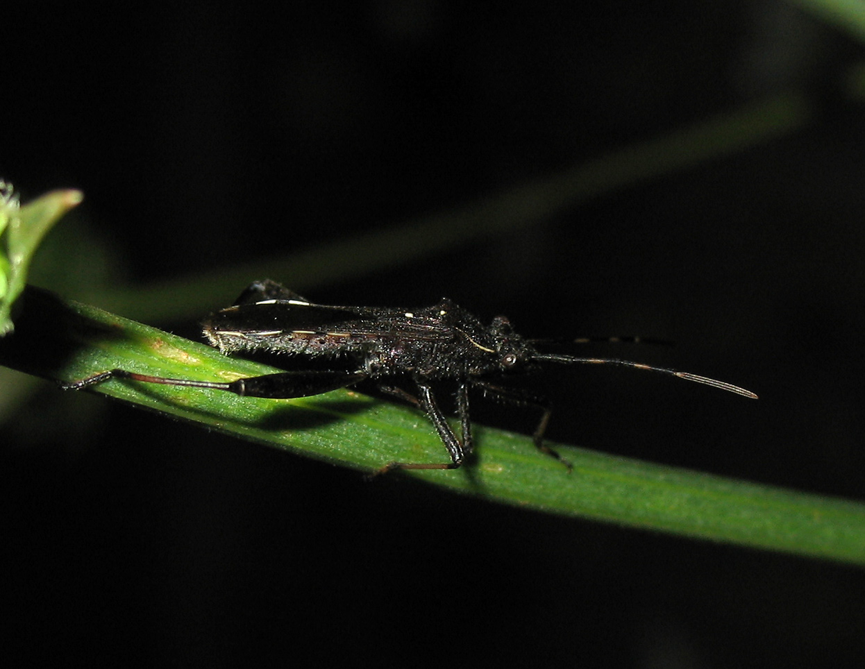 Alydidae: Camptopus lateralis