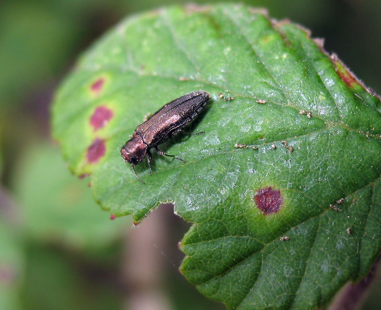 Un''altra piccola Anthaxia  ?  No, Agrilus sp.