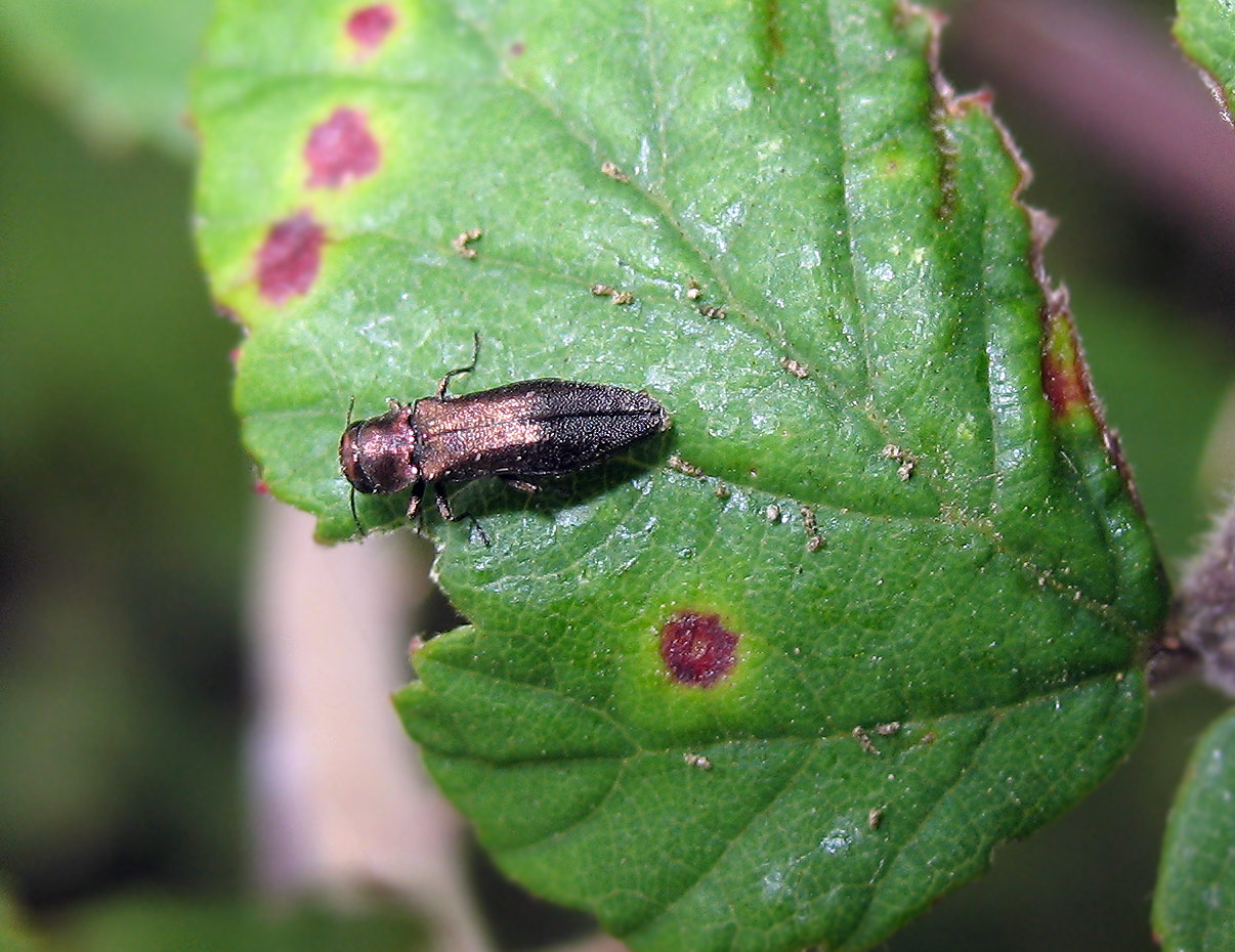 Un''altra piccola Anthaxia  ?  No, Agrilus sp.