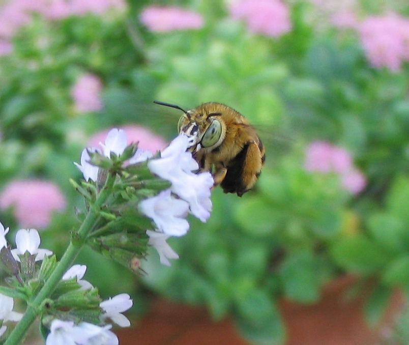 Anthophora sp.