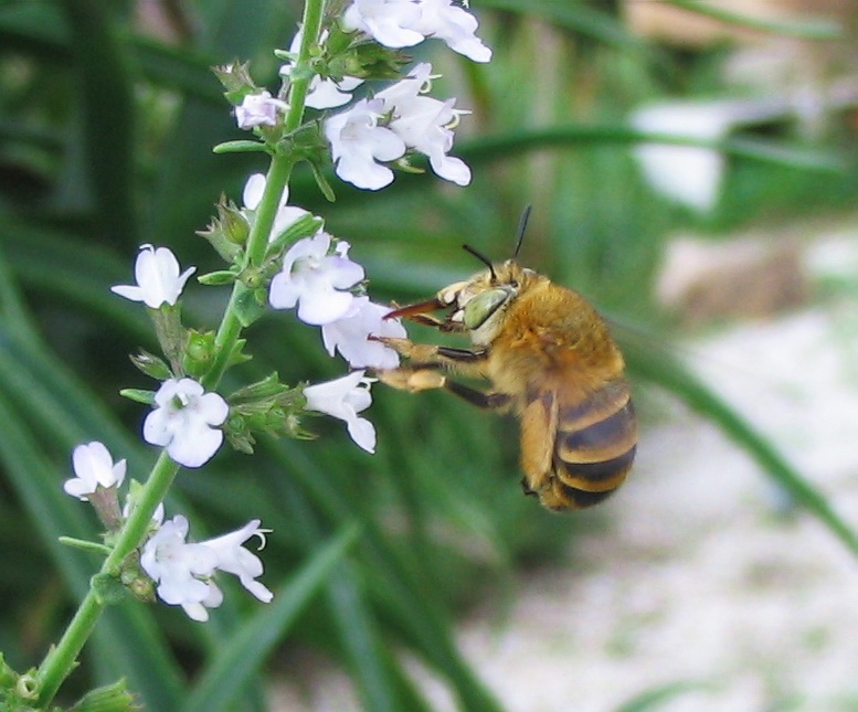 Anthophora sp.